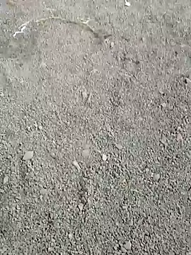 ancyauhuss online show from December 22, 2025, 3:17 am