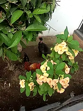 Snapshot of Asia_37 chatting on February 15, 2026, 10:41 pm Asia 37 online show from February 15, 2026, 10:41 pm