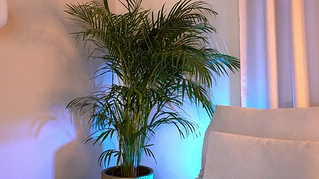 Tinydoll XO online show from February 9, 2026, 3:32 pm