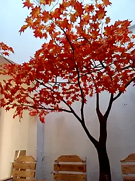 Snapshot of Dante_Knox chatting on February 14, 2026, 11:54 am Dante Knox online show from February 14, 2026, 11:54 am