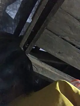 sun-shii online show from March 22, 2026, 11:28 pm