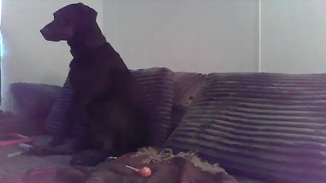 Snapshot of HungandHynotic chatting on March 3, 2026, 1:01 am HungandHynotic online show from March 3, 2026, 1:01 am