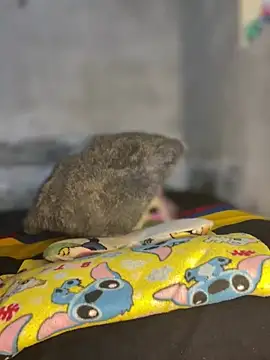 Snapshot of Iam_AlexandraRey chatting on February 3, 2026, 7:13 am Iam AlexandraRey online show from February 3, 2026, 7:13 am