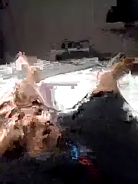 Snapshot of Al-Hari chatting on February 4, 2026, 4:13 pm Al-Hari online show from February 4, 2026, 4:13 pm