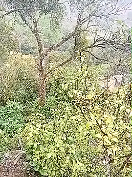 Luminana online show from March 7, 2026, 12:50 am