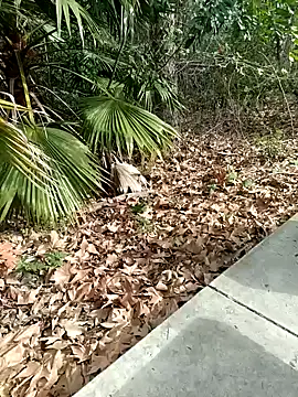 Snapshot of exhibitionistmale chatting on February 9, 2026, 6:28 pm exhibitionistmale online show from February 9, 2026, 6:28 pm