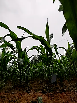 Ruby Lucy online show from April 2, 2026, 1:46 am