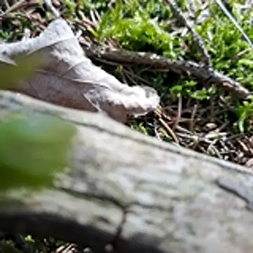 walddrinker online show from April 24, 2026, 1:46 pm