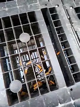 Ethangay online show from February 25, 2026, 7:19 am