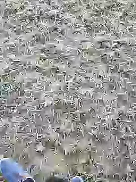 Snapshot of mister-dwt chatting on March 5, 2025, 9:38 am mister-dwt online show from March 5, 2025, 9:38 am