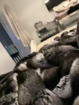 Furdale online show from February 26, 2026, 5:24 pm