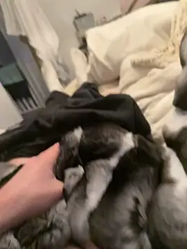 Furdale online show from February 4, 2026, 4:35 pm