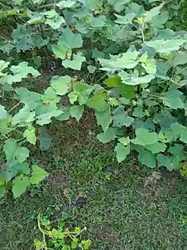 Snapshot of priyabhabhi_99 chatting on September 15, 2025, 1:28 am priyabhabhi 99 online show from September 15, 2025, 1:28 am