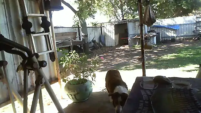 Snapshot of herbie010666 chatting on September 25, 2025, 5:02 am herbie010666 online show from September 25, 2025, 5:02 am