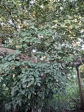 Snapshot of Rinku5553 chatting on September 28, 2025, 2:07 am Rinku5553 online show from September 28, 2025, 2:07 am