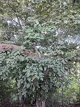 Snapshot of Rinku5553 chatting on October 15, 2025, 2:32 am Rinku5553 online show from October 15, 2025, 2:32 am