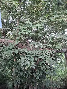 Snapshot of Rinku5553 chatting on September 23, 2025, 2:18 am Rinku5553 online show from September 23, 2025, 2:18 am