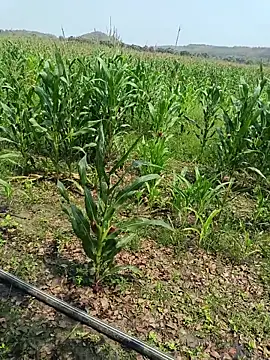 kummuduabbai online show from March 27, 2026, 5:38 am