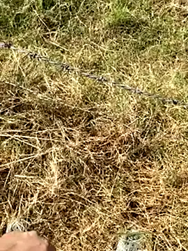 Gopal1243 online show from January 9, 2026, 7:59 am