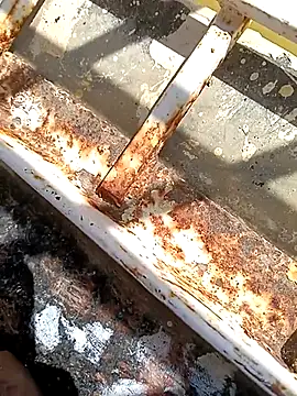 hOrnybOy 369 online show from November 13, 2025, 8:07 am