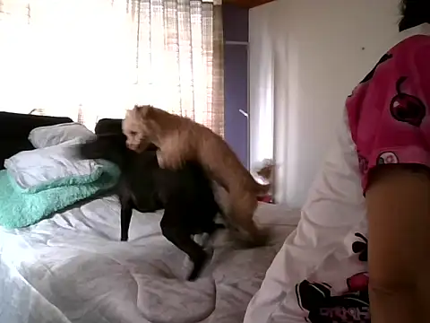 Snapshot of RAYA_1 chatting on December 15, 2024, 3:31 pm RAYA 1 online show from December 15, 2024, 3:31 pm