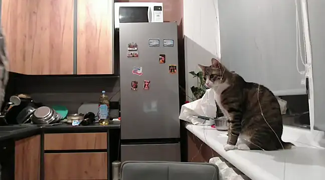 delightful sofi online show from February 11, 2025, 7:38 pm