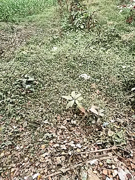 COUPLLE VILLAGE online show from December 19, 2025, 3:21 am