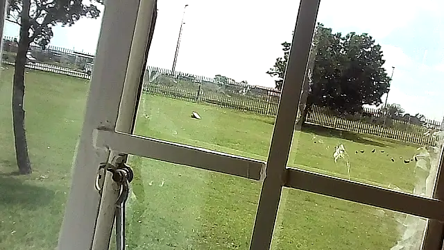 Yardie bone online show from April 17, 2026, 10:40 am